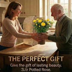 Rose Bush Yellow | 3L Pot