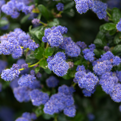 Ceanothus Repens | 2L Pot