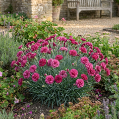 Set of 3 or 6 Large Plants - Dianthus Oscar, Outdoor Garden Ready