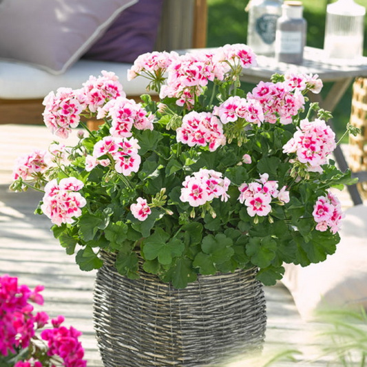 Pelargonium Toscana Dolce Vita Linus/Smart Splash