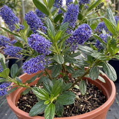 Ceanothus Yankee Point California Lilac Plant, Blue Flowering Evergreen Shrub, 3L Root-Ball