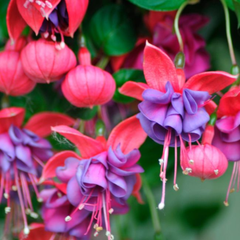 1 Large Plant - Fuchsia Bush Winston Churchill, Outdoor Garden Ready, 5L Pot