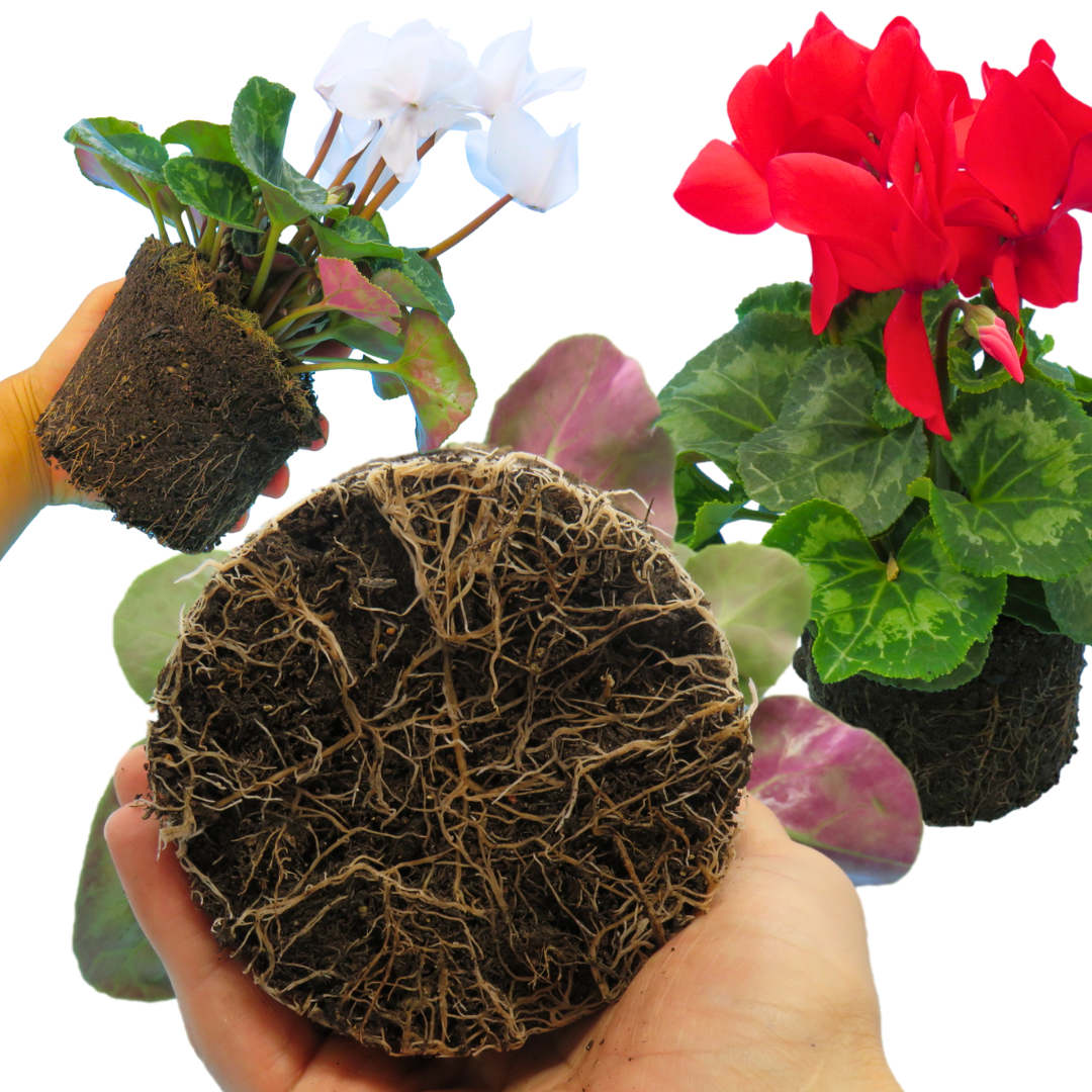 Large Cyclamen Flame Growers Selection | 3 or 6 1L Pots