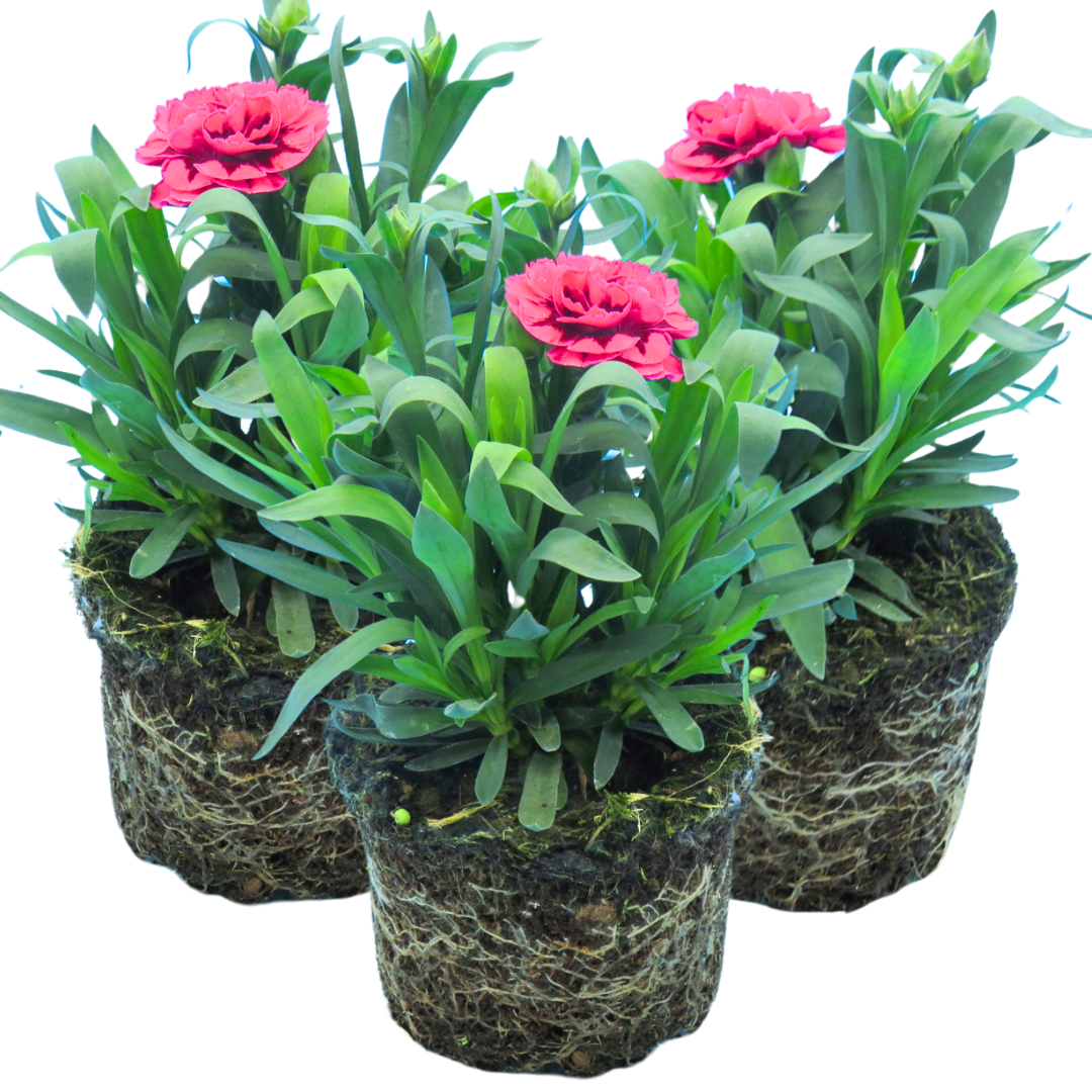 Dianthus Oscar Purple Wings | 3 or 6 1L Pots