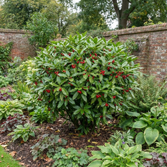 Aucuba Japonica Rozannie Plant, Hardy Evergreen Shrub, Outdoor Garden Ready, Litre Root Ball