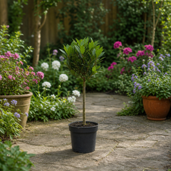 2L Bay Tree, Laurus Nobilis, Evergreen Culinary Herb, Pots