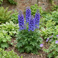 1 Delphinium Pixie Neptune Rocket, Hardy Perennial Flowering Plant, Garden Ready, 3 Litre Root Ball