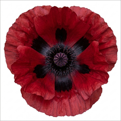 Papaver Orientale Beauty of Livermere Plants, Hardy Perennial Oriental Poppy, Outdoor Garden Ready, 1 Litre Root-Ball