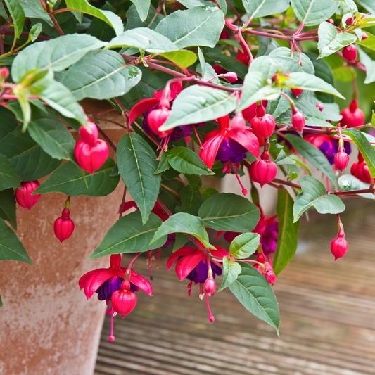 Fuchsia Dollar Princess | 2L Pot