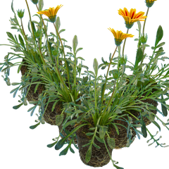 Gazania Kiss Orange Flame | 3 or 6 1L Pots