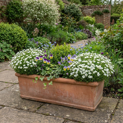 Arenaria Ronda, Ready to Plant in Your Garden, 1L