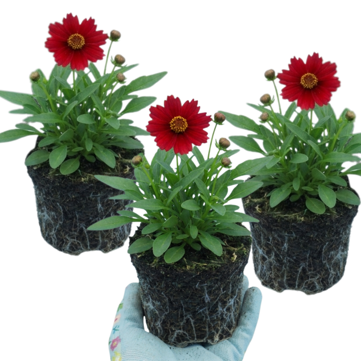 Coreopsis Uptick Red Hardy Perennial Plants, Bee Friendly Summer Flowering Tickseed, 1 Litre Root Ball