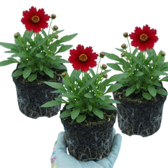 Coreopsis Uptick Red Hardy Perennial Plants, Bee Friendly Summer Flowering Tickseed, 1 Litre Root Ball