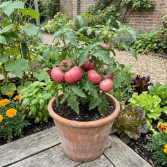 Set of 3 or 6 Large Plants - Tomato Rose Crush Variety, Ready to Plant in Your Garden