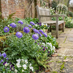 Scabious Blue Note Hardy Perennial Plants, Bee Friendly Pincushion Flower, Litre Root Ball