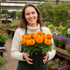 1 Large Plant - Marigold Durango Tangerine, Outdoor Garden Ready, 2L Pot