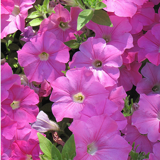 Petunia Easy Wave Pink | 3 or 6 1L Pots