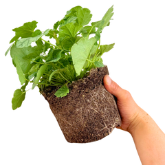 Heuchera Berry Timless | 2L Pot