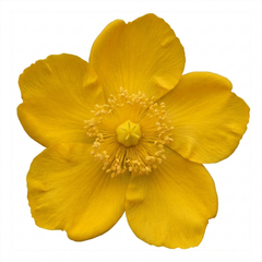 1 Hypericum Hidcote St Johns Wort Plant, Hardy Evergreen Yellow Flowering Shrub, 2 Litre Root Ball