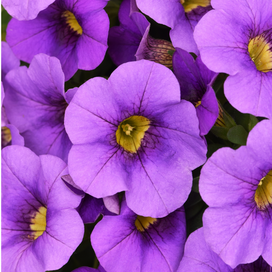 Calibrachoa Cabaret Early Blue | 3 or 6 1L Pots