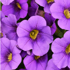 Calibrachoa Cabaret Early Blue | 3 or 6 1L Pots