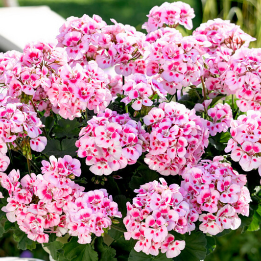 Pelargonium Toscana Dolce Vita Linus/Smart Splash
