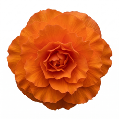 1 Large Plant - Begonia Non Stop Mocca Deep Orange, Outdoor Garden Ready, 5L Pot