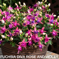 Set of 3 or 6 Large Plants - Fuchsia Diva Rose & Violet, Ready to Plant in Your Garden