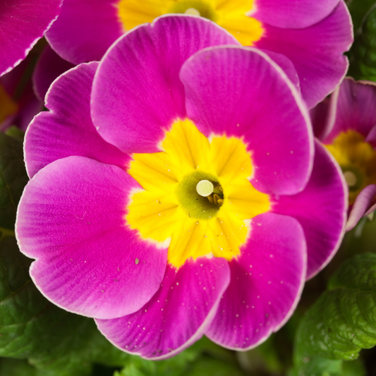 Primrose Purple | 3 or 6 1L Pots