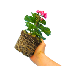 Pelargonium Toscana Castello Tammo / Smart Nina | 3 or 6 1L Pots