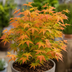 3L Orange Leaf Acer Tree, Nursery Pot, Patio Garden Pots