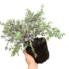 Pittosporum Pom Pom, Ready to Plant in Your Garden, 3L Pot