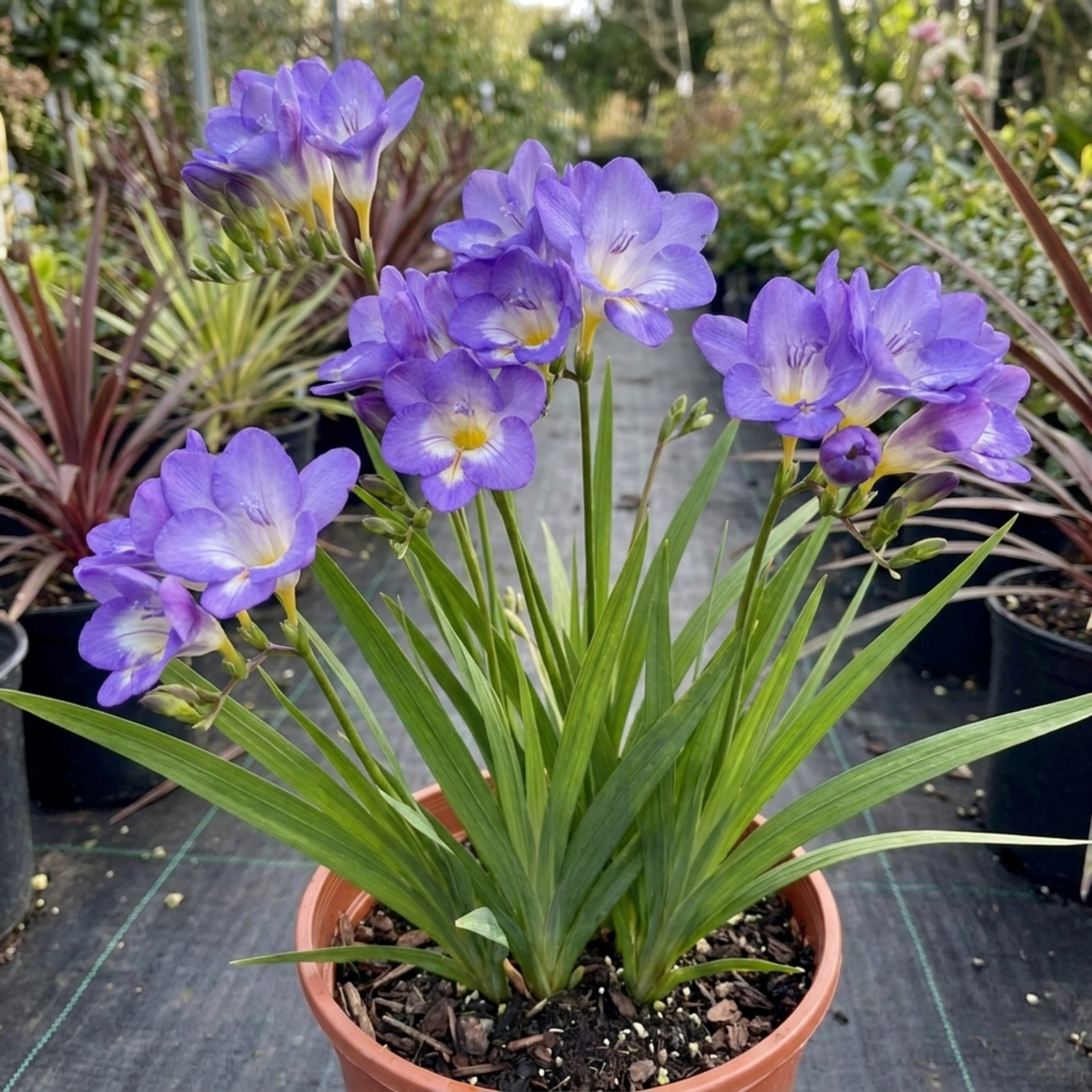 1 Freesia Delta River Hardy Perennial Plant, Fragrant Scented Summer Flowers, Garden Ready, 2L Root Ball