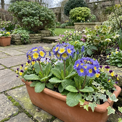 Primrose Chameleon Blue Hardy Perennial Plants, Colour Changing Spring Flowers, Outdoor Garden Ready, 1 Litre Root-Ball