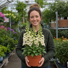 1 Large Plant - Digitalis Dalmatian Cream, Ready to Plant in Your Garden, 2L Pot