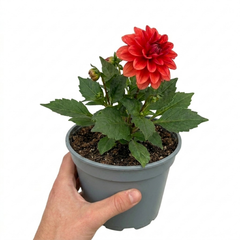 1 Dahlia Fun Pomegranate Live Plant, Outdoor Summer Flowering Garden Ready, 3 Litre Root-Ball