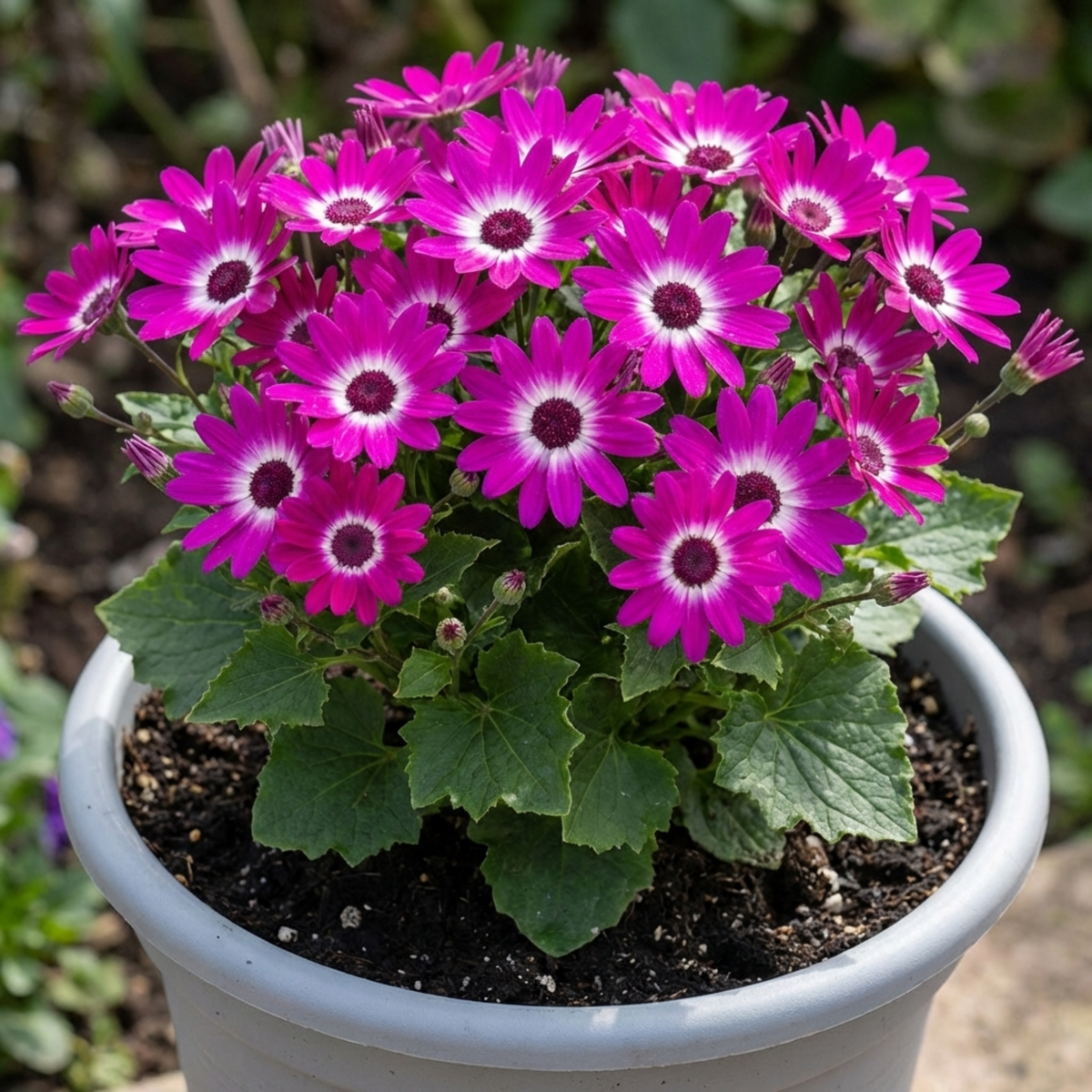 Senetti Magenta Bicolour Pericallis Plant, Outdoor Summer Flowering, 6.5 Litre Root-Ball