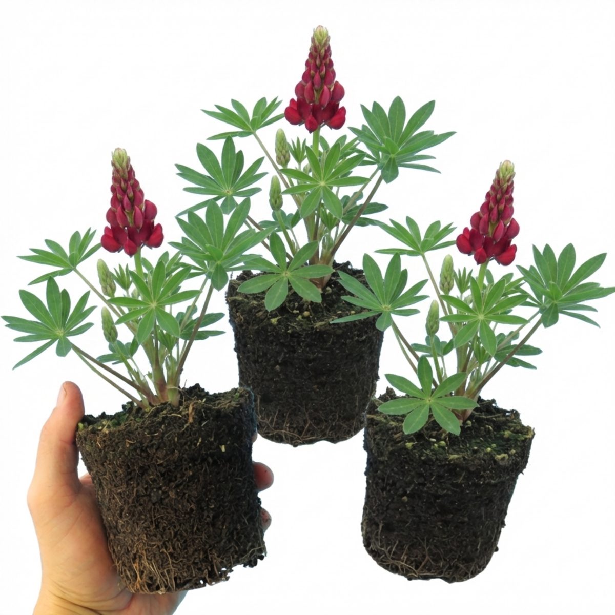 Lupin Legendary Red Hardy Perennial Plants, Summer Flowering, Bee Friendly Lupins, Outdoor Garden Ready, 1 Litre Root-Ball