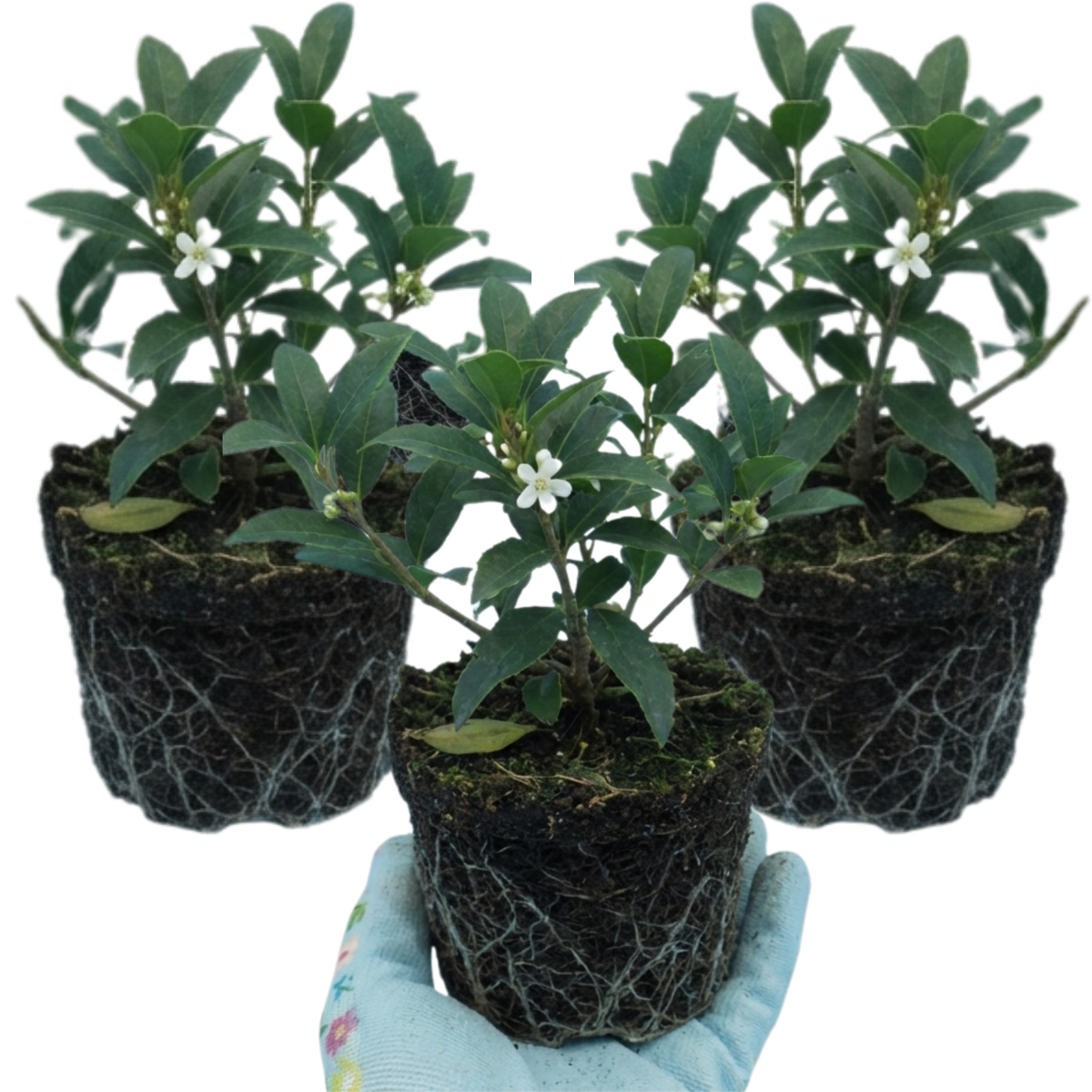 Osmanthus Burkwoodii Plants, Fragrant Evergreen Hedging Shrubs, Outdoor Garden Ready, White Flowers, 11cm Root-Ball