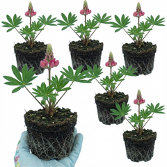 Lupin Legendary Rose Hardy Perennial Plants, Summer Flowering Cottage Garden Plants, Outdoor Garden Ready, 1 Litre Root-Ball