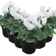 Cyclamen White | 3 or 6 1L Pots