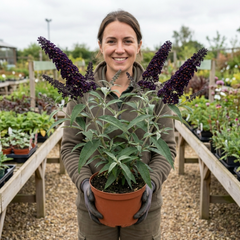 Buddleia Black Knight Plant, Purple Butterfly Bush, Hardy Outdoor Garden Shrub, 2L Root-Ball
