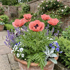 Papaver Orientale Victoria Louise Hardy Perennial Poppy Plants, Outdoor Garden Ready, 1 Litre Root-Ball