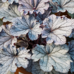 Heuchera Huckleberry | 2L Pots