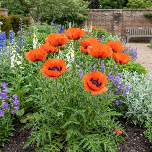 Papaver orientale ‘Brilliant’ Hardy Perennial Red Poppy Plants, Outdoor Garden Ready, Litre Root-Ball
