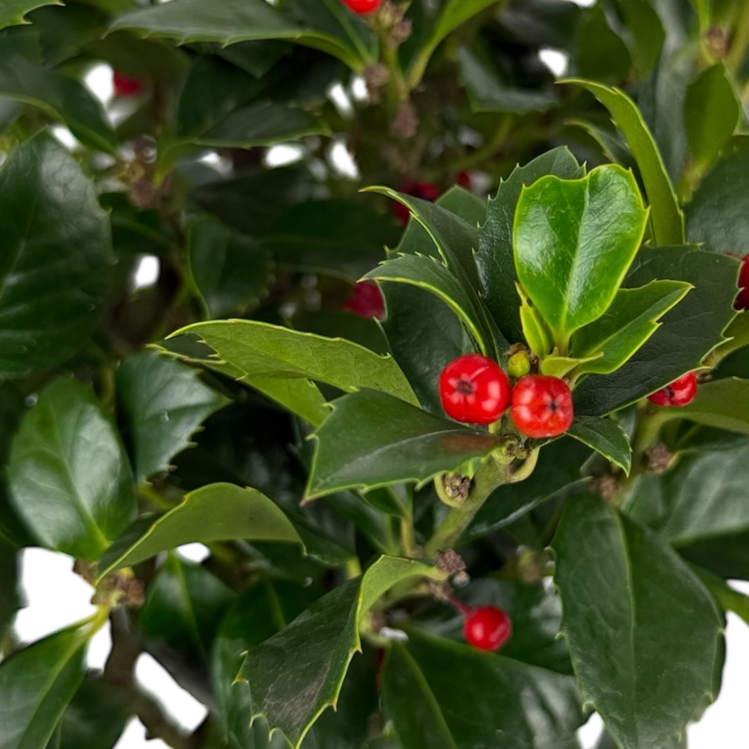 1 Holly Heckenfee Standard Tree – Outdoor Garden Ready, Supplied Fresh in 5L Pot