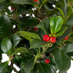 1 Holly Heckenfee Standard Tree – Outdoor Garden Ready, Supplied Fresh in 5L Pot