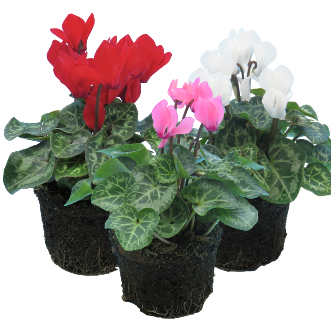 Cyclamen Growers Selection | 3 or 6 1L Pots