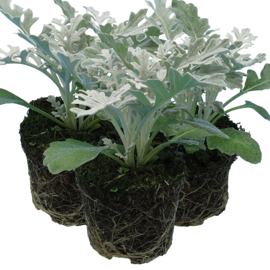 Cineraria Silverdust | 3 or 6 1L Pots