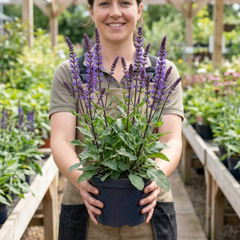 1 Salvia Caradonna Hardy Perennial Plant, Purple Flower Spikes, Bee Friendly, 17cm Root-Ball